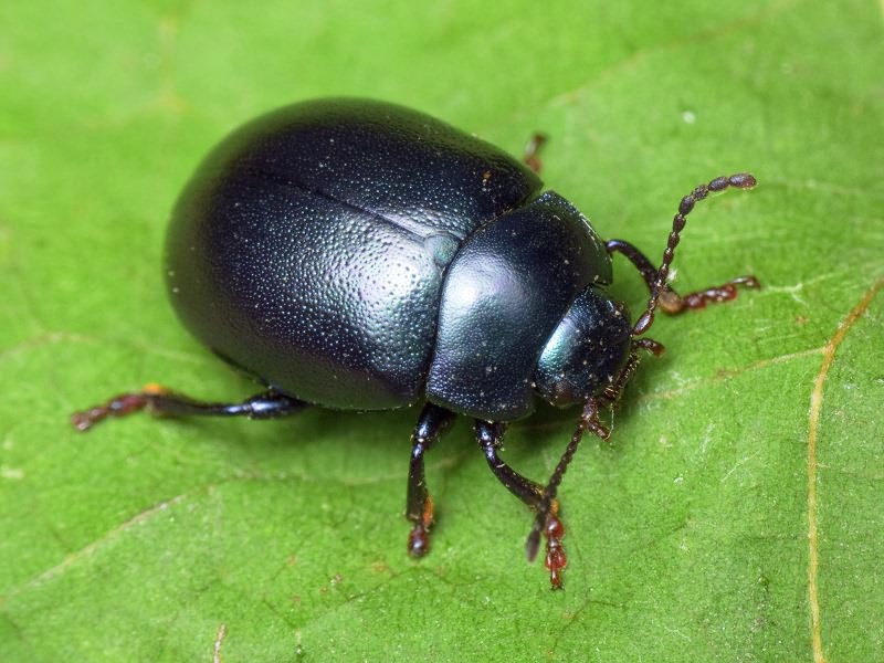 Chrysolina sturmi polonica (Weise, 1884)
